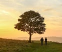 Immagine di un albero al tramonto, con due persone che camminano.